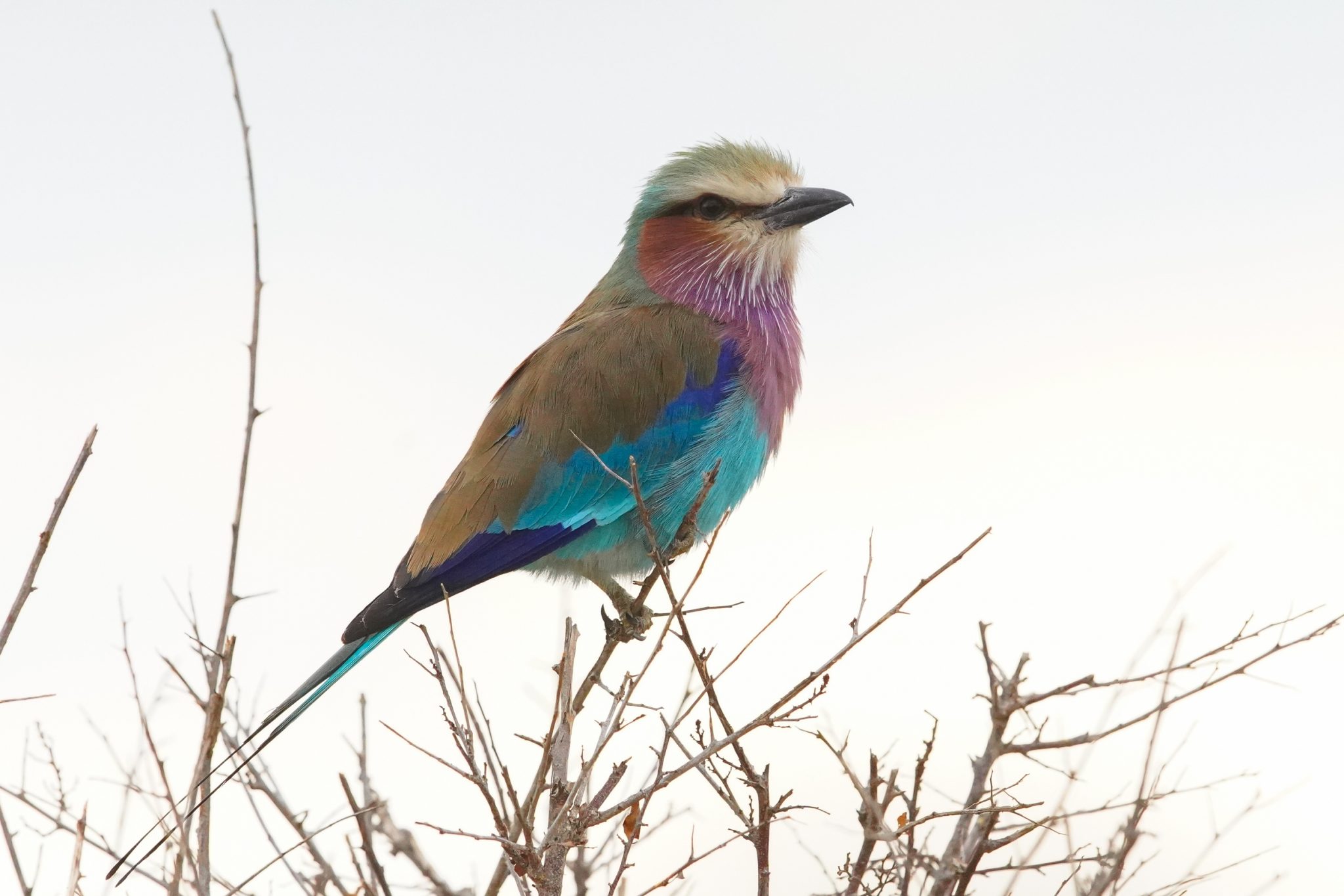 Lilac-breasted roller, Ruaha National Park, Tanzania