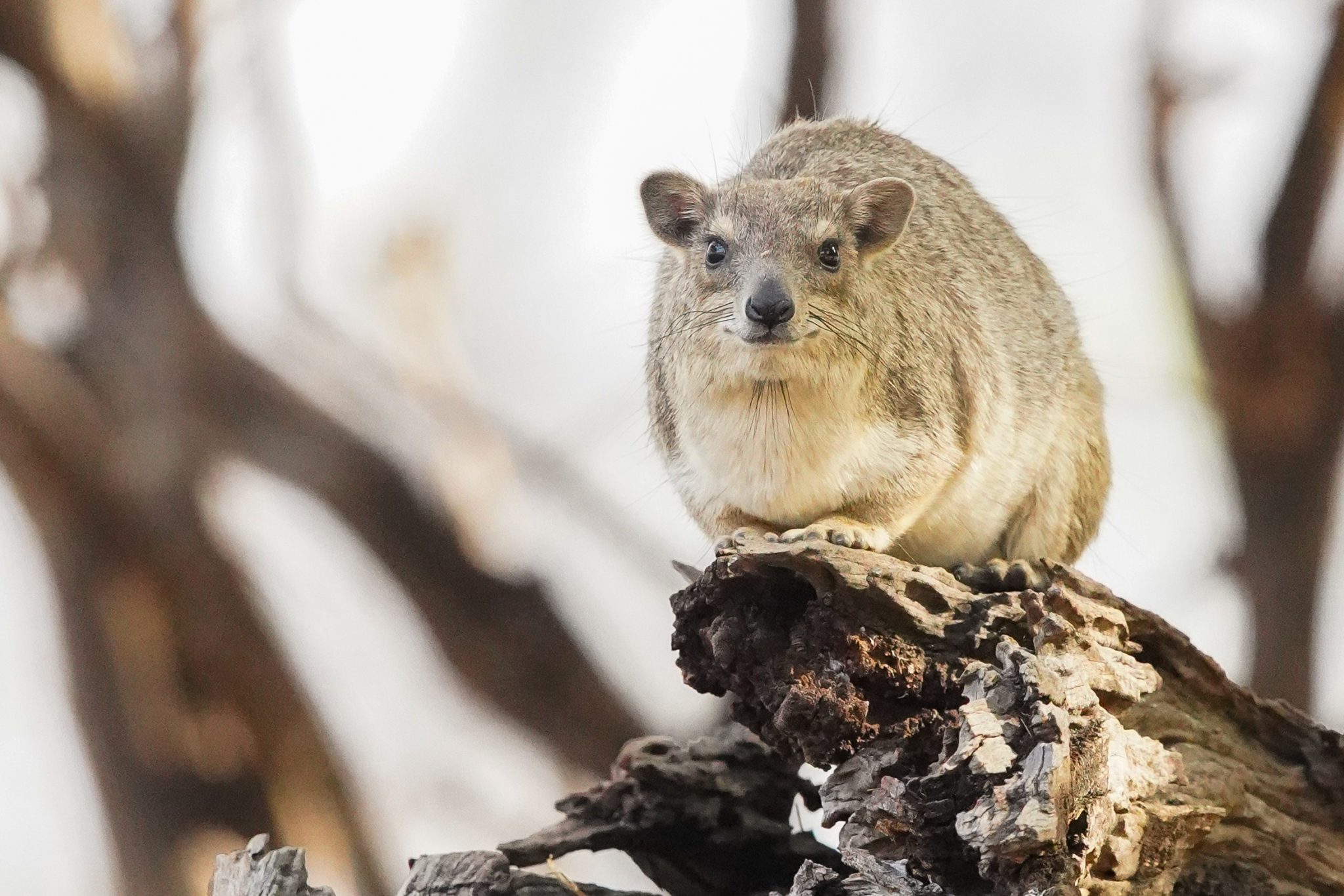 Rock hyrax, Ruaha National Park, Tanzania