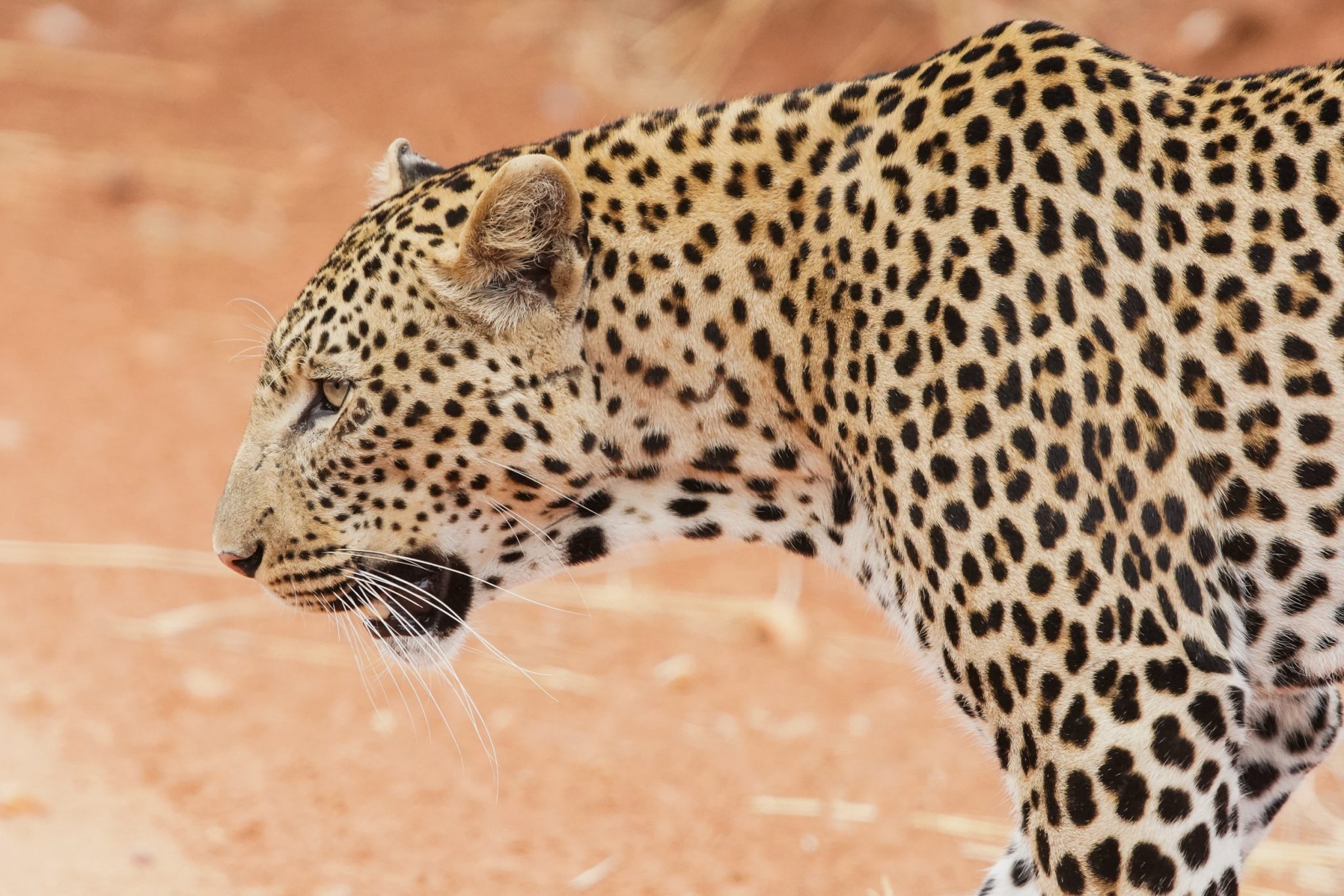 Leopard, Ruaha National Park, Tanzania