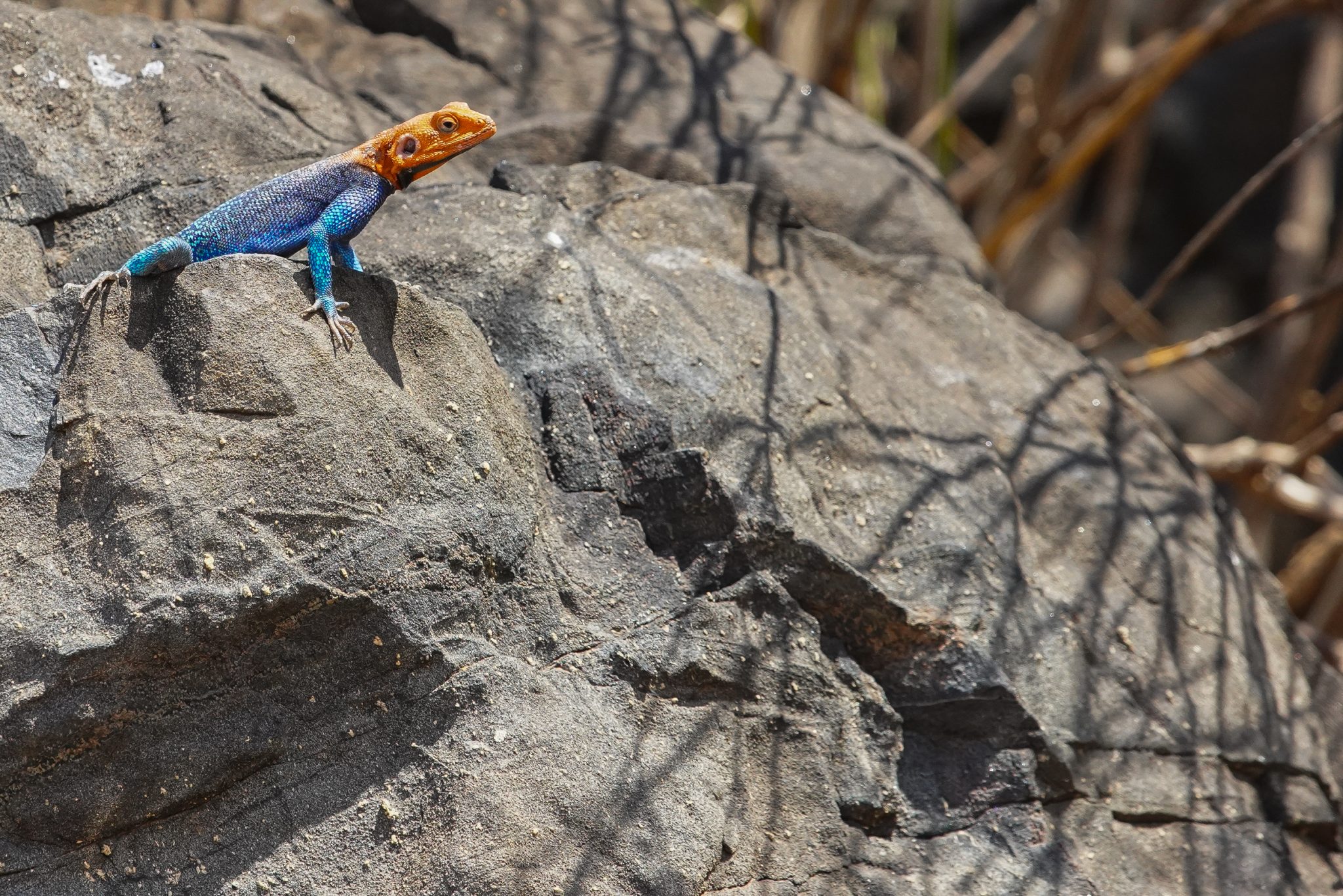 Rock agama, Ruaha National Park, Tanzania