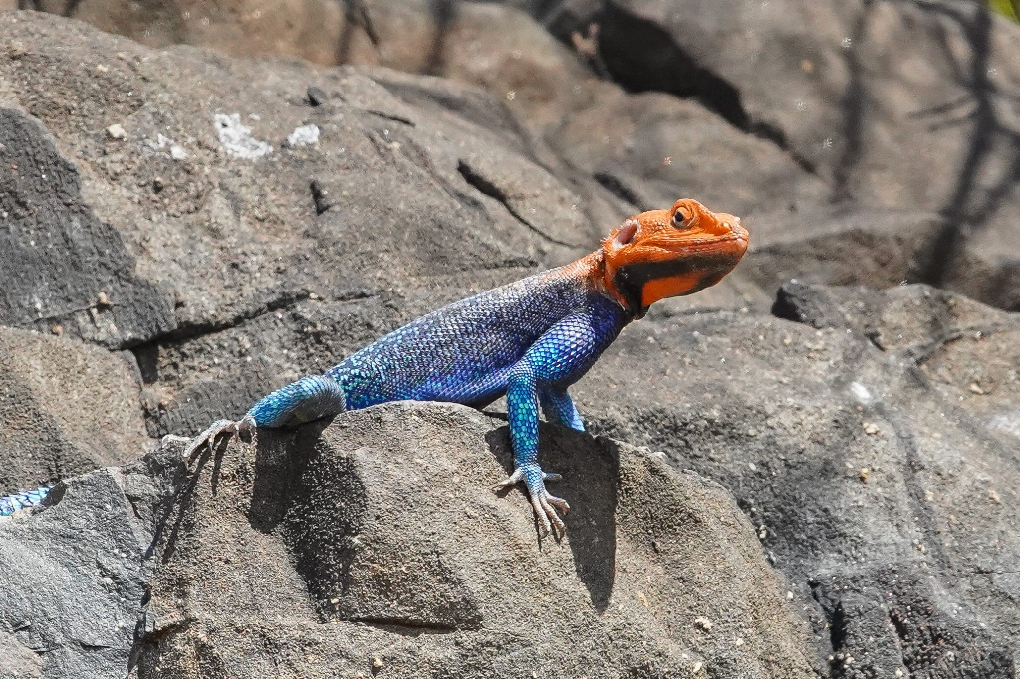 Rock agama in Ruaha National Park, Tanzania
