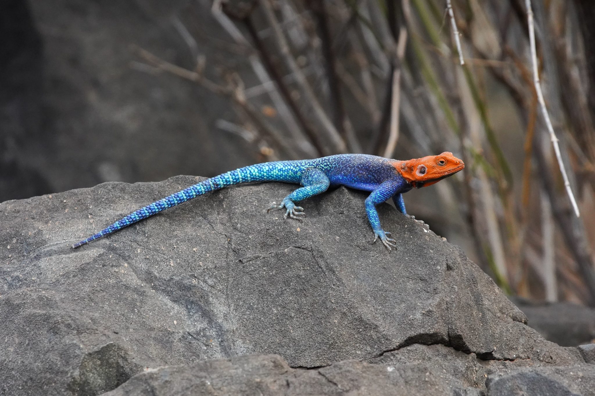 Rock agama in Ruaha National Park, Tanzania