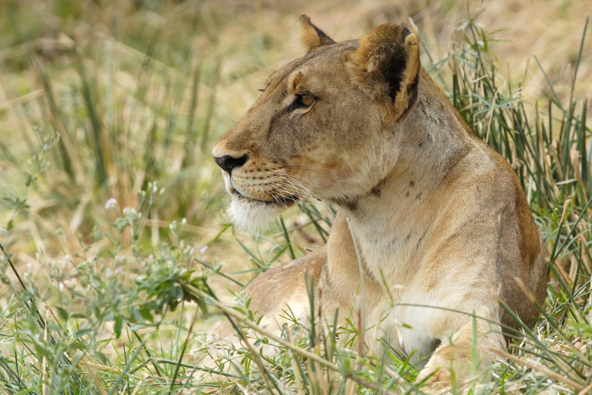 Lion, Ruaha National Park, Tanzania