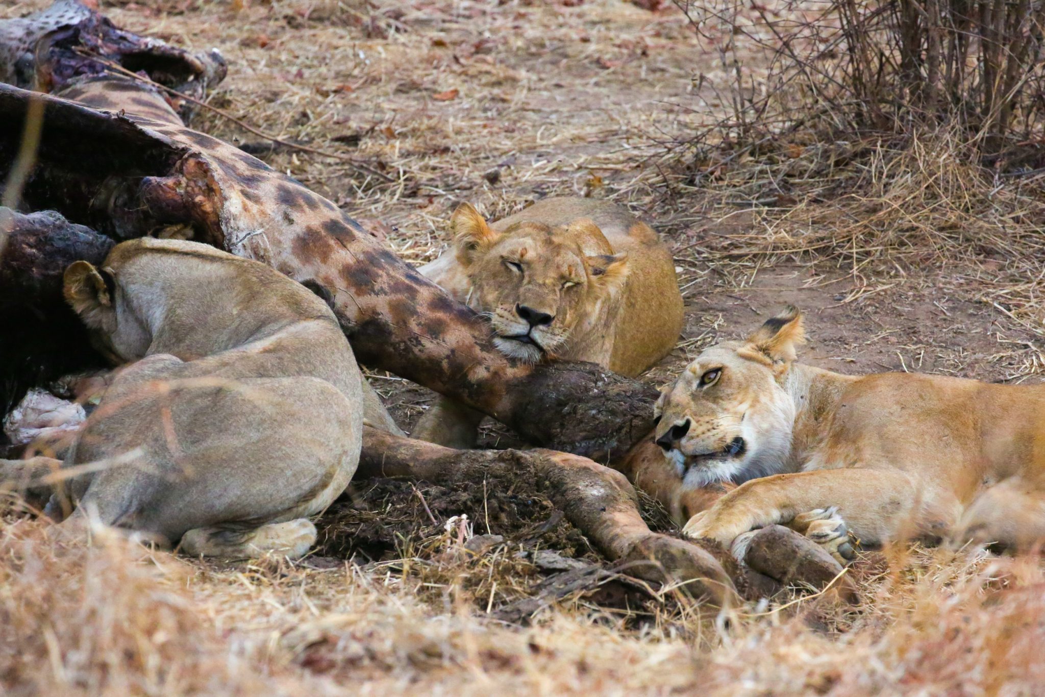 Lions, Ruaha National Park, Tanzania