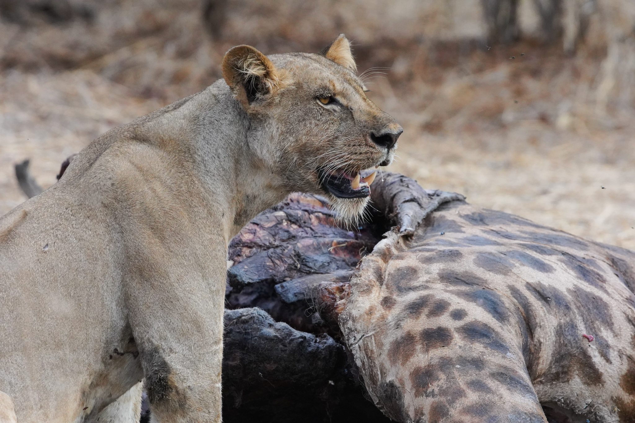 Lion, Ruaha National Park, Tanzania