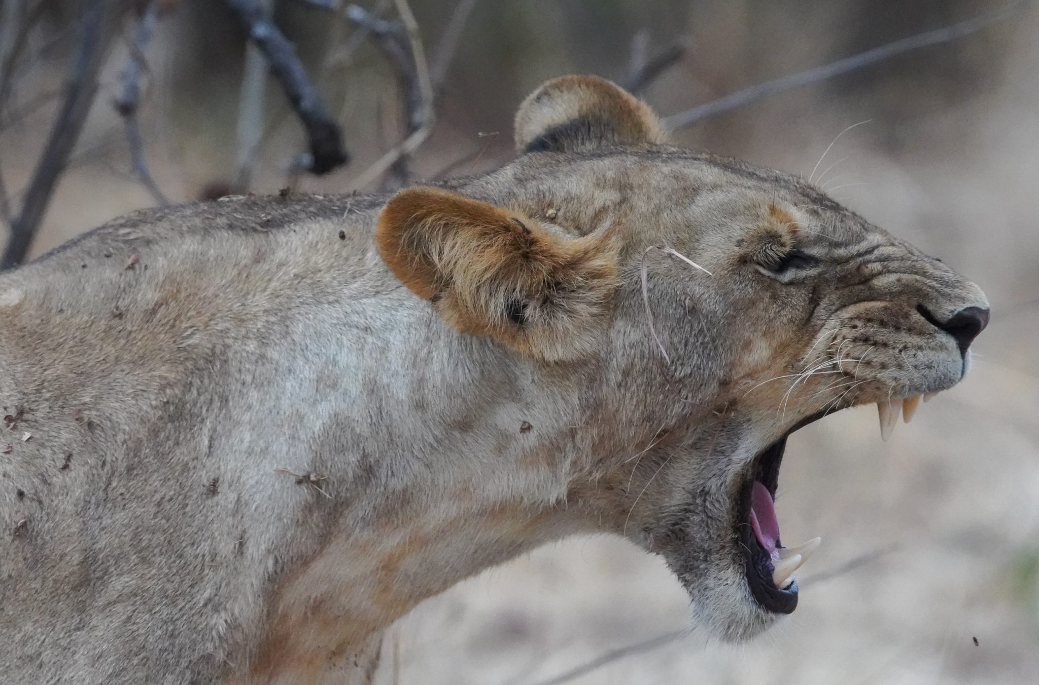 Lion, Ruaha National Park, Tanzania