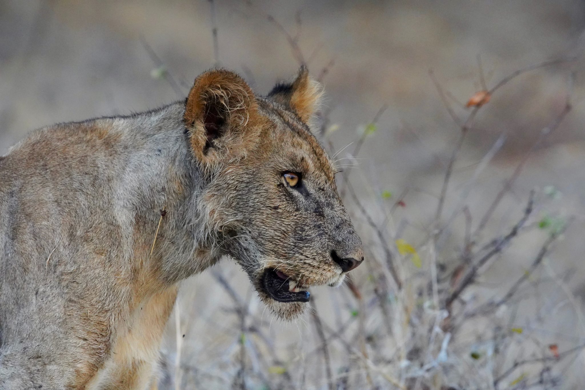 Lion, Ruaha National Park, Tanzania