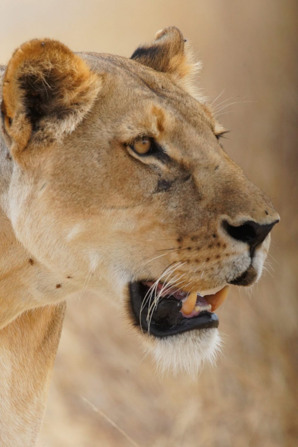 Lion, Ruaha National Park, Tanzania