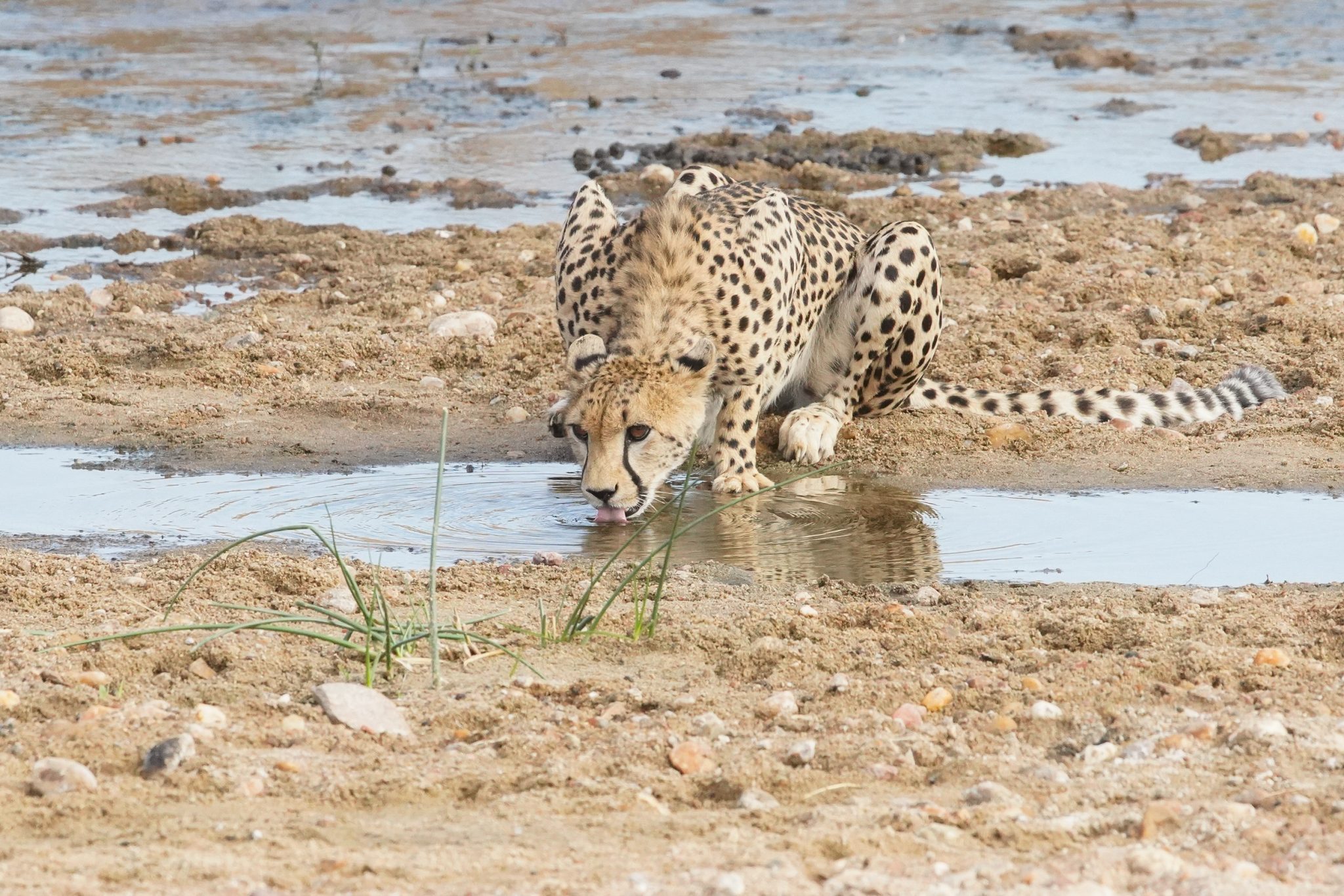 Cheetah, Ruaha National Park, Tanzania