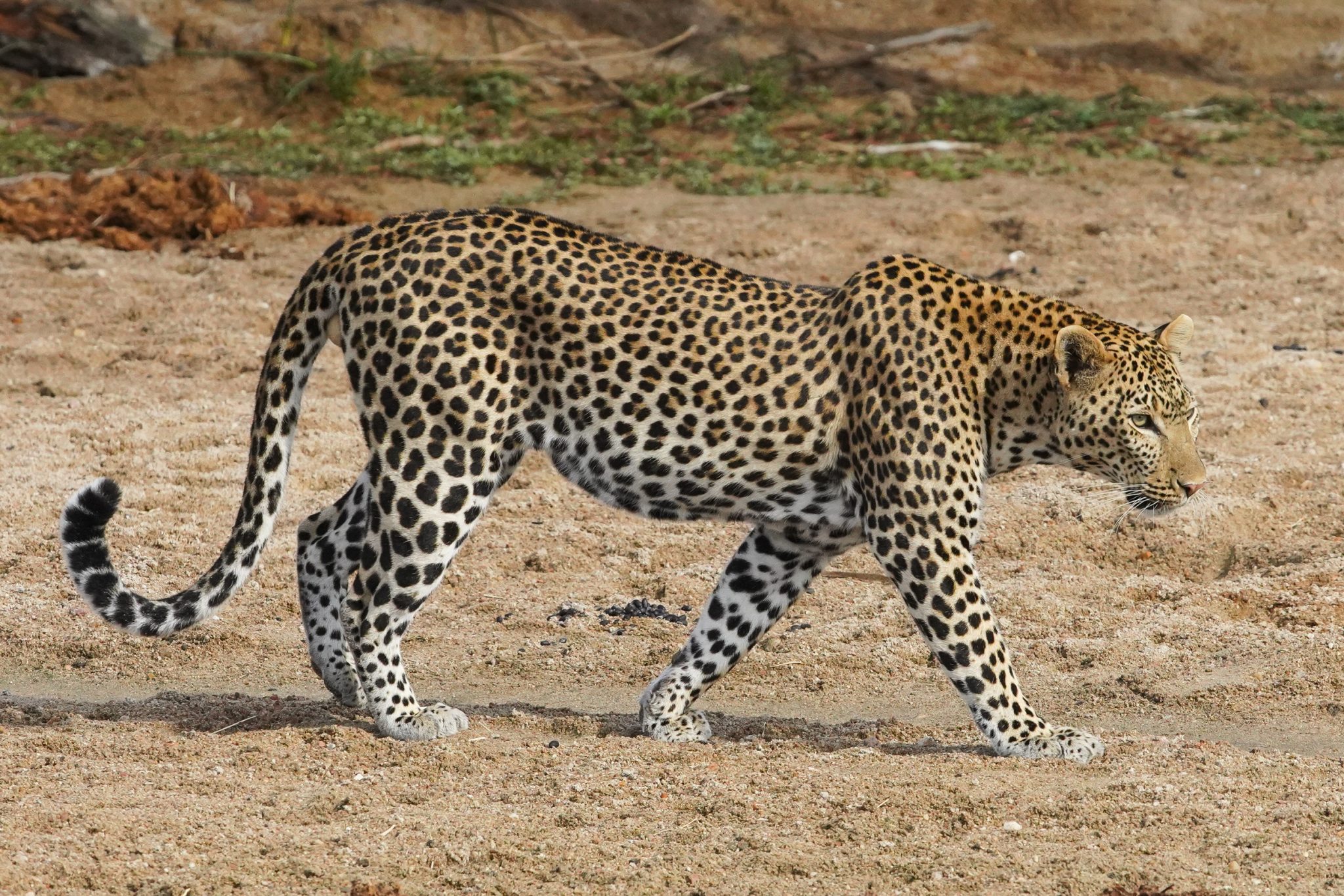 Leopard, Ruaha National Park, Tanzania