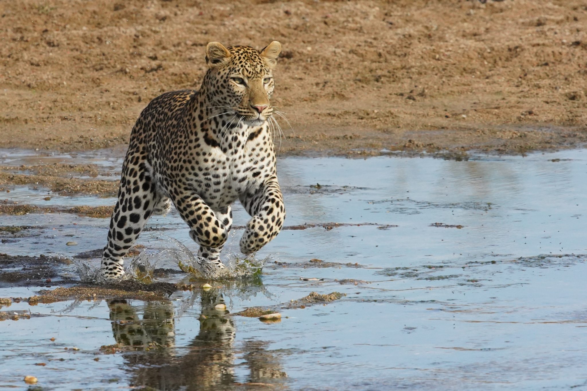 Leopard, Ruaha National Park, Tanzania