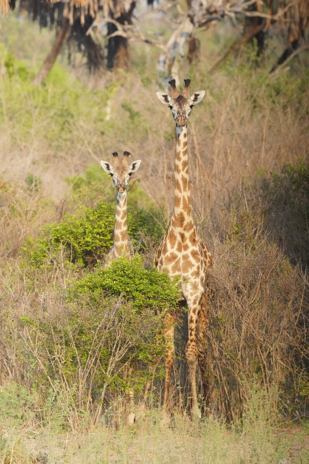Masai giraffes, Selous Game Reserve, Tanzania