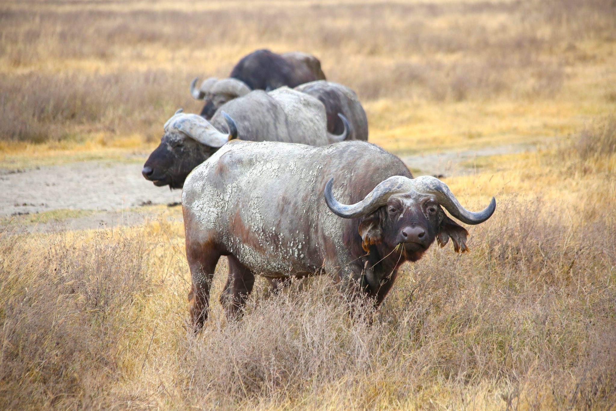 Waterbuffalo, Ngorongoro Crater, Tanzania