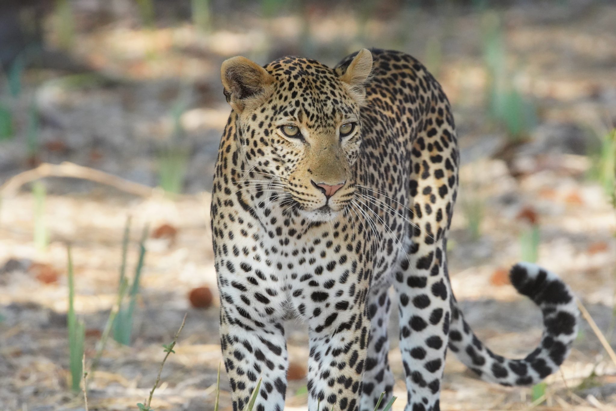 Leopard, Ruaha National Park, Tanzania