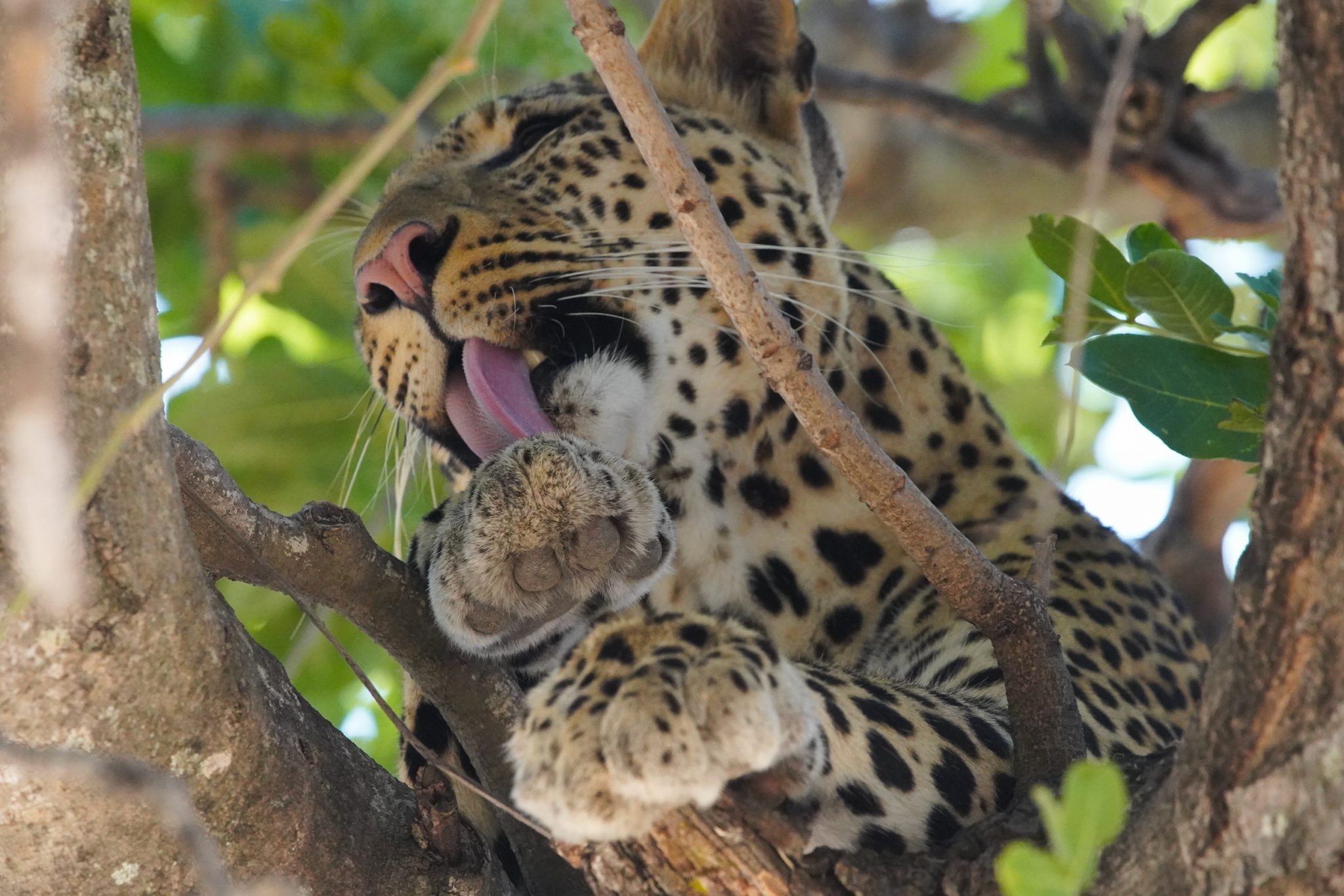 Leopard, Ruaha National Park, Tanzania