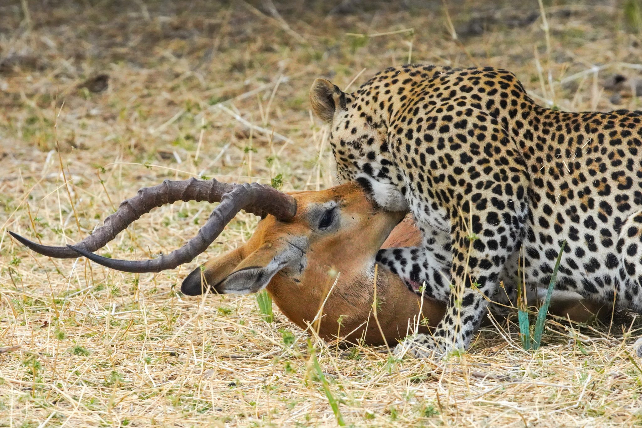 Leopard and impala, Ruaha National Park, Tanzania