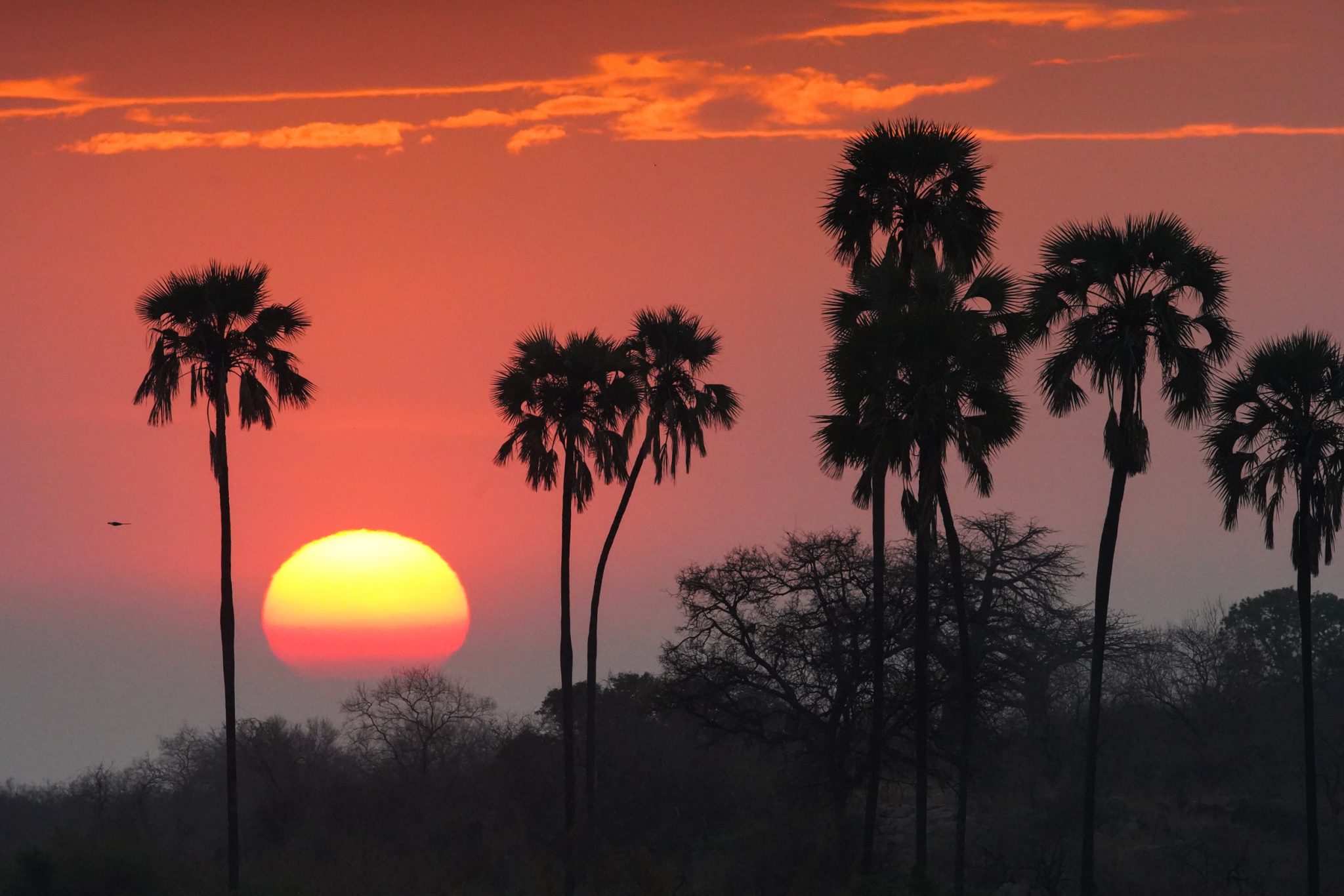 Palm trees, Ruaha National Park, Tanzania