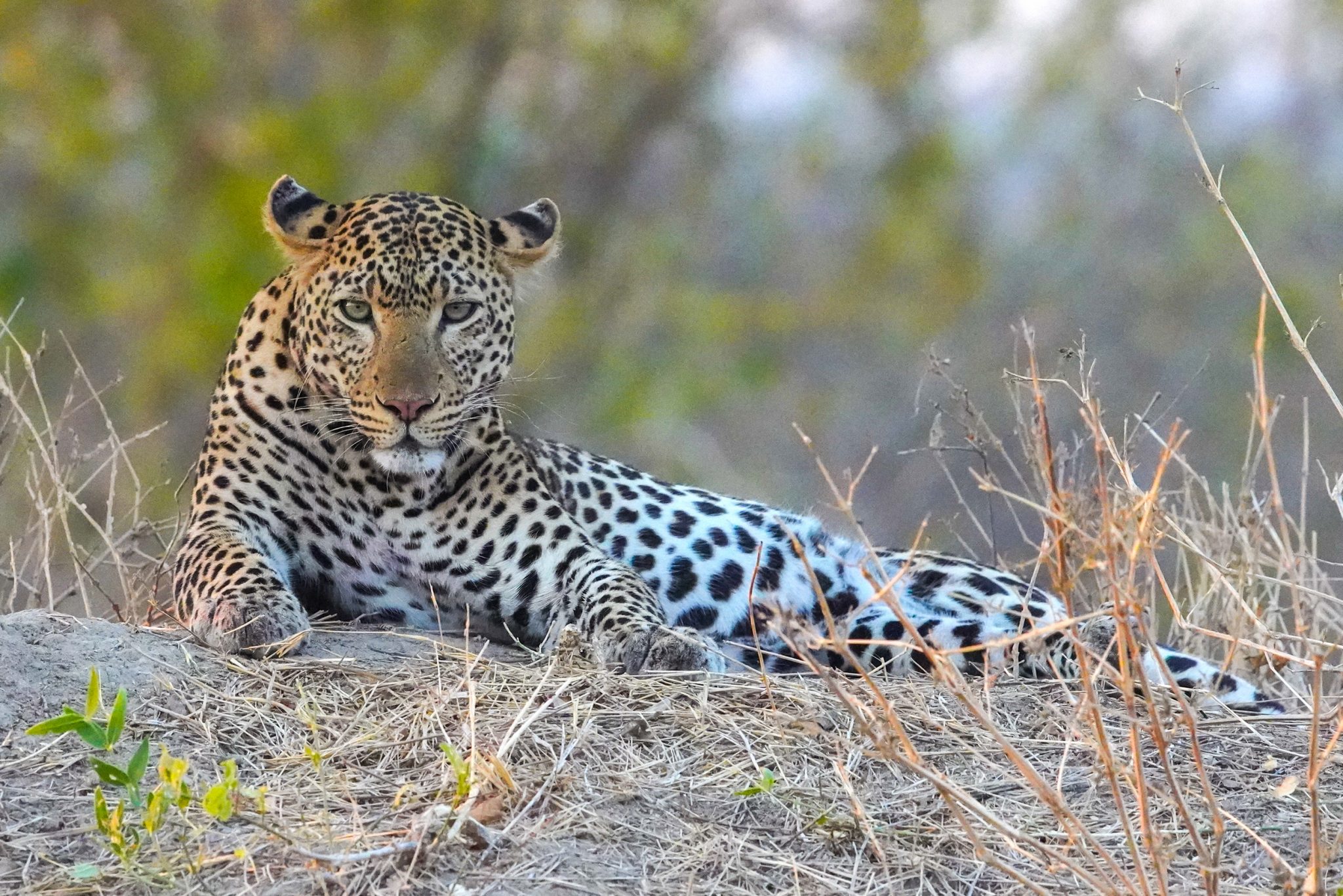 Leopard, Ruaha National Park, Tanzania