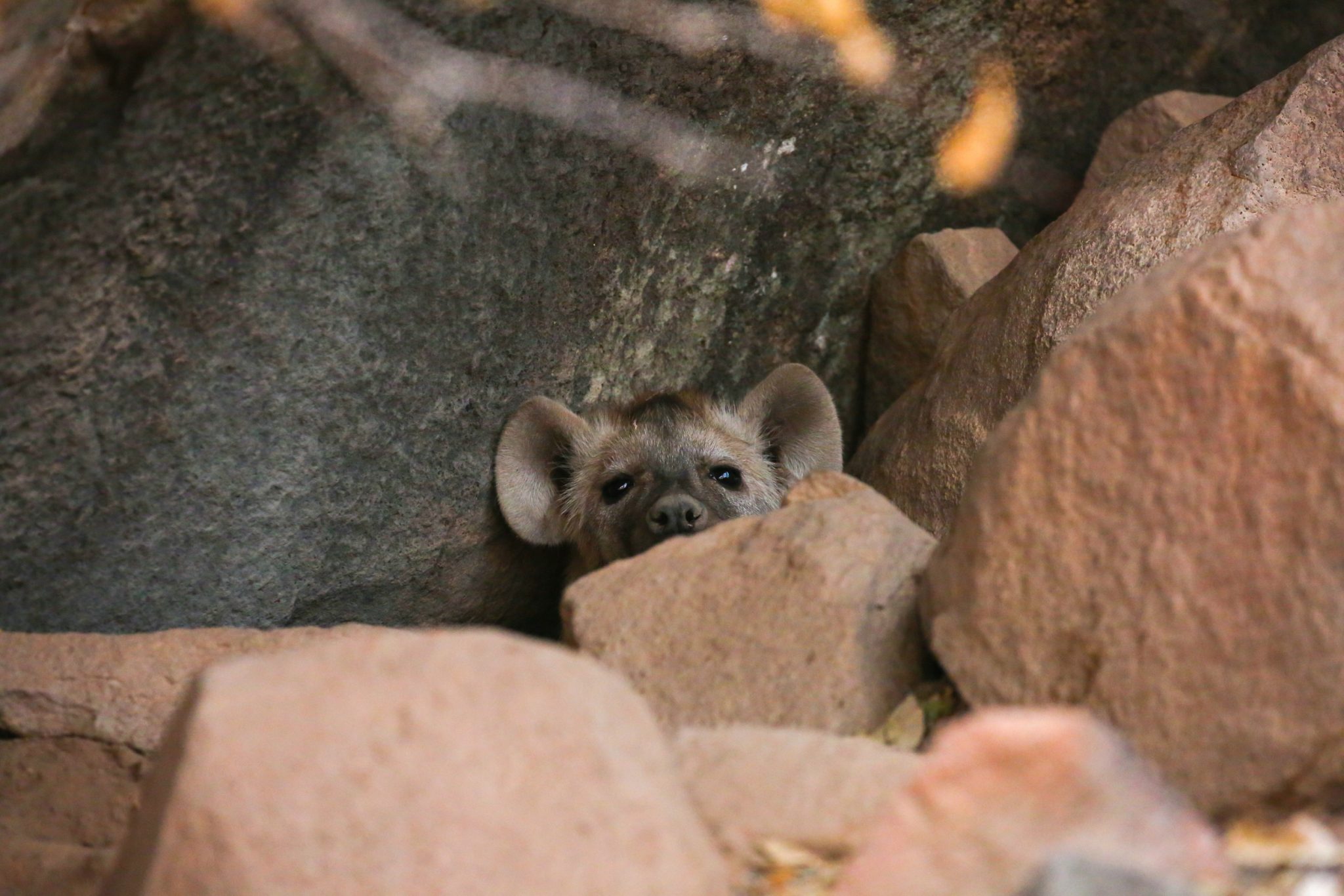 Hyena, Ruaha National Park, Tanzania