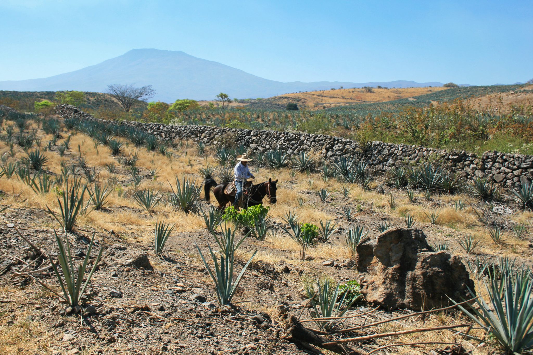 Jimador, Tequila, Jalisco, Mexico