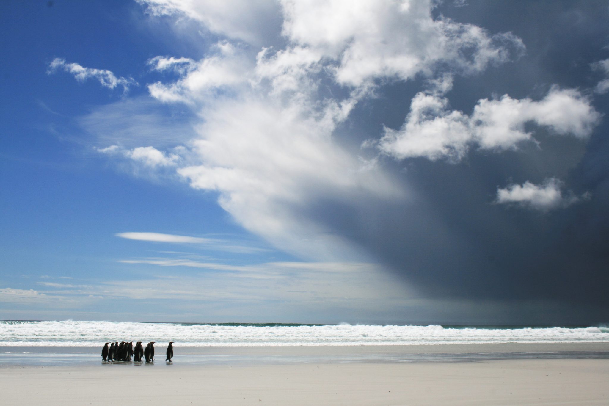 King penguins, Volunteer Point, The Falklands