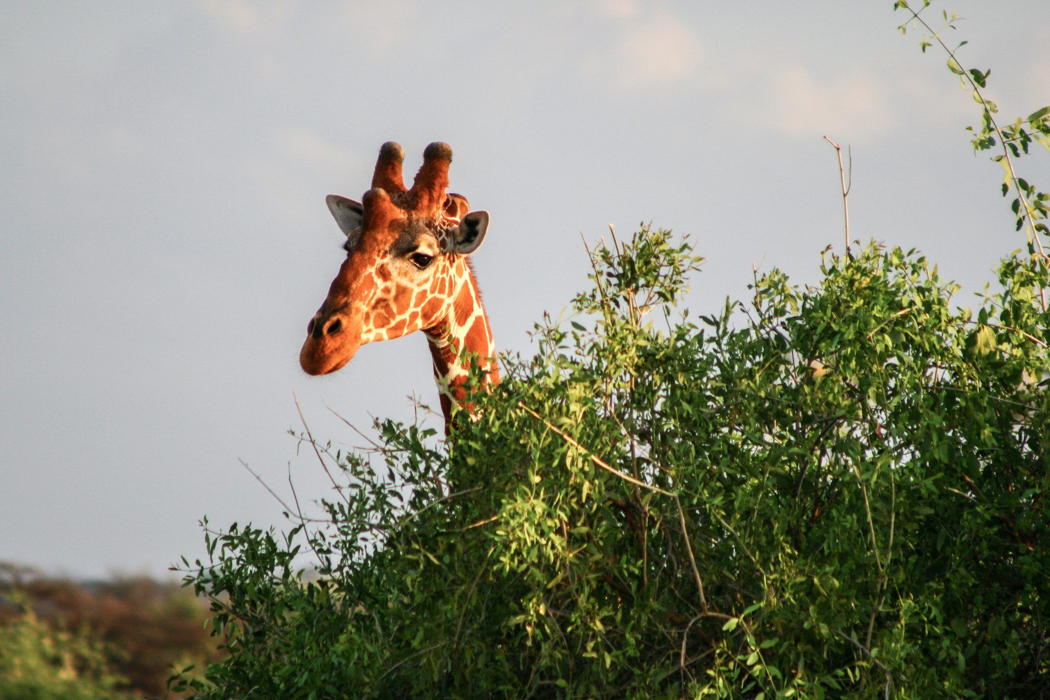 Giraffe, Samburu National Reserve, Kenya
