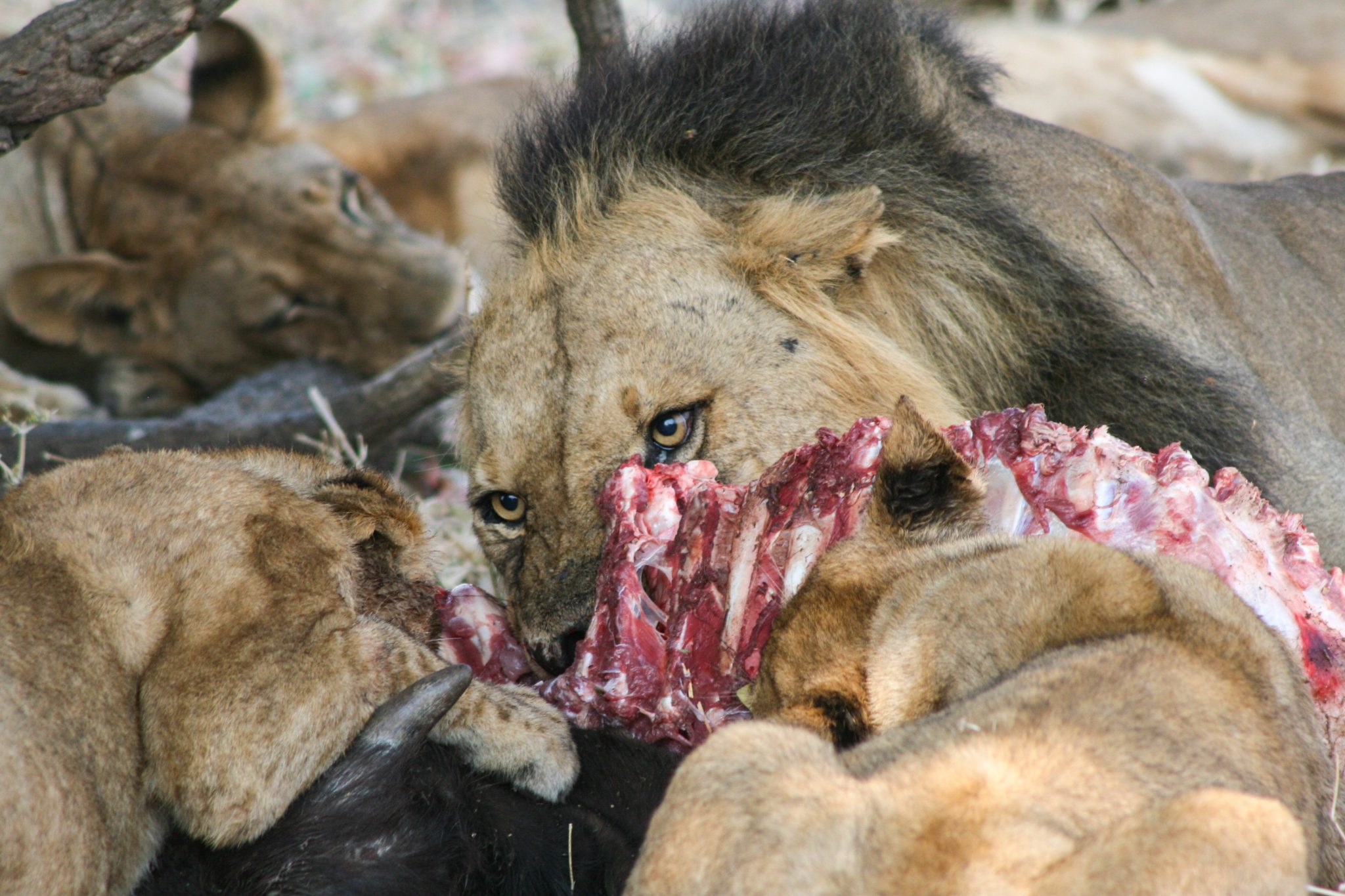 Lions, Samburu National Reserve, Kenya