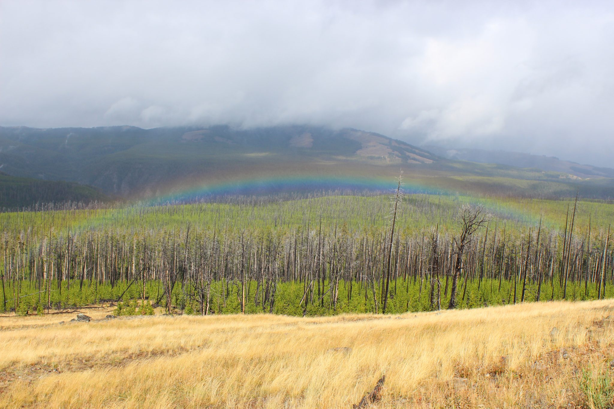 Yellowstone National Park, Wyoming, USA