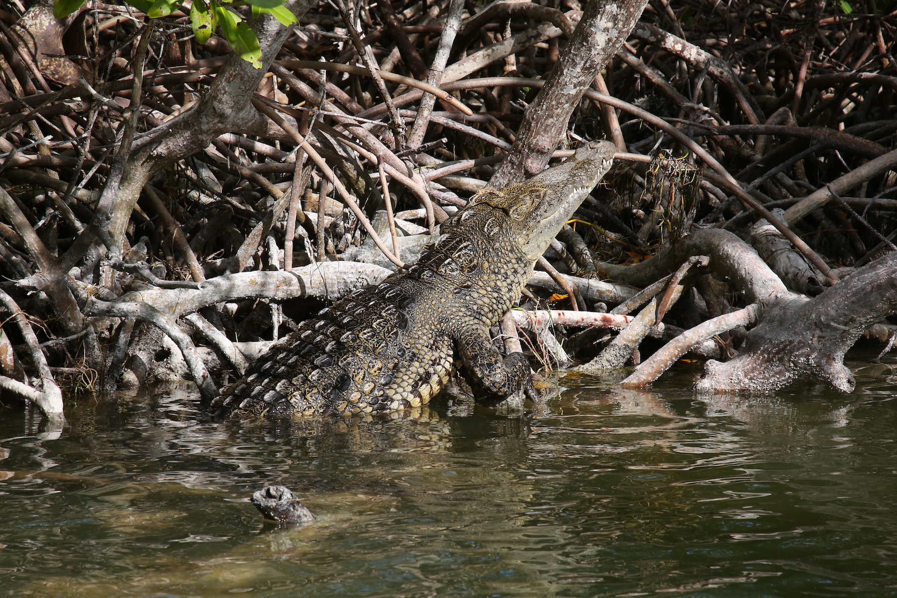 Crocodile, Yucatan, Mexico