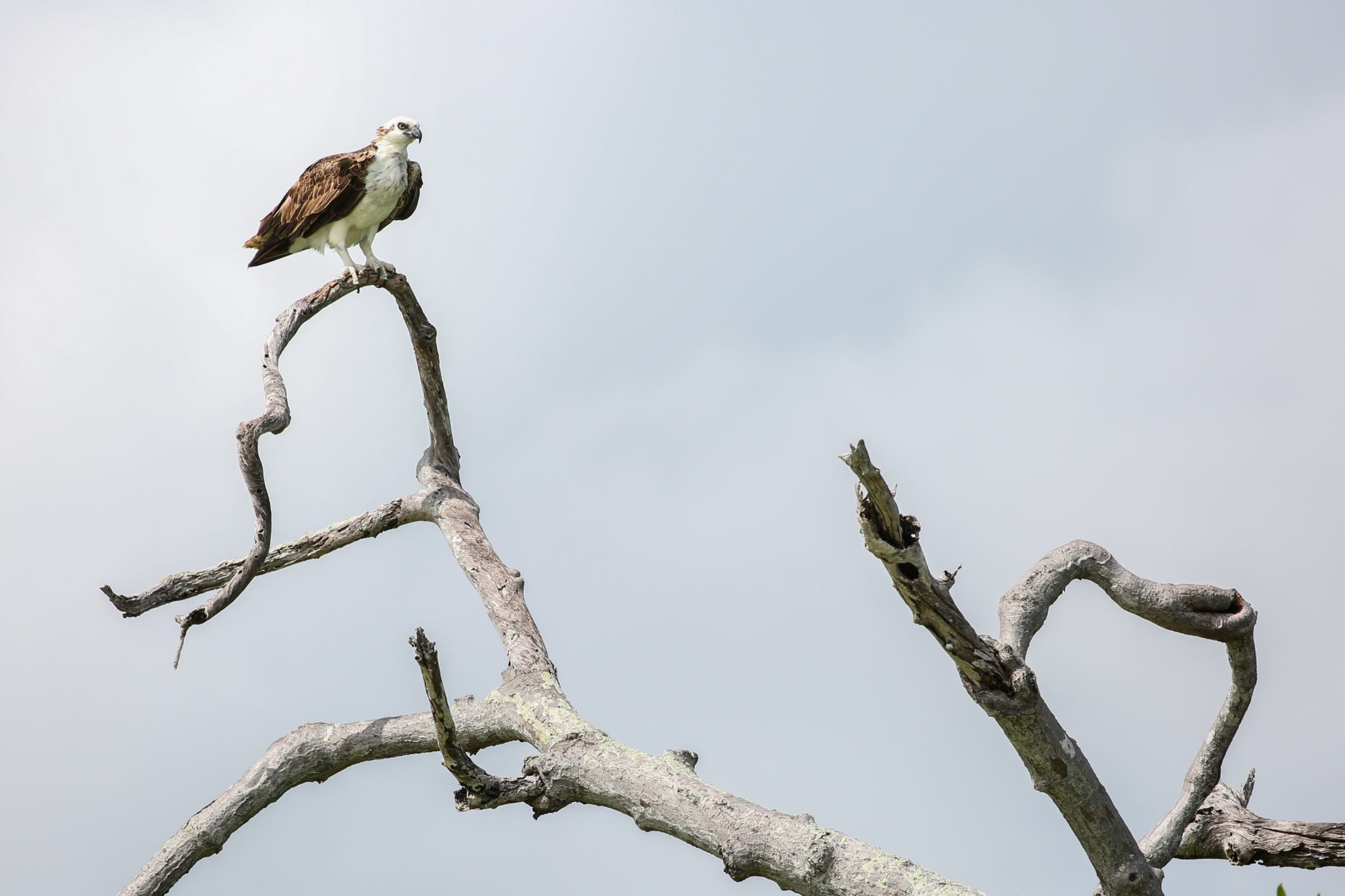 Fish eagle, Yucatan, Mexico