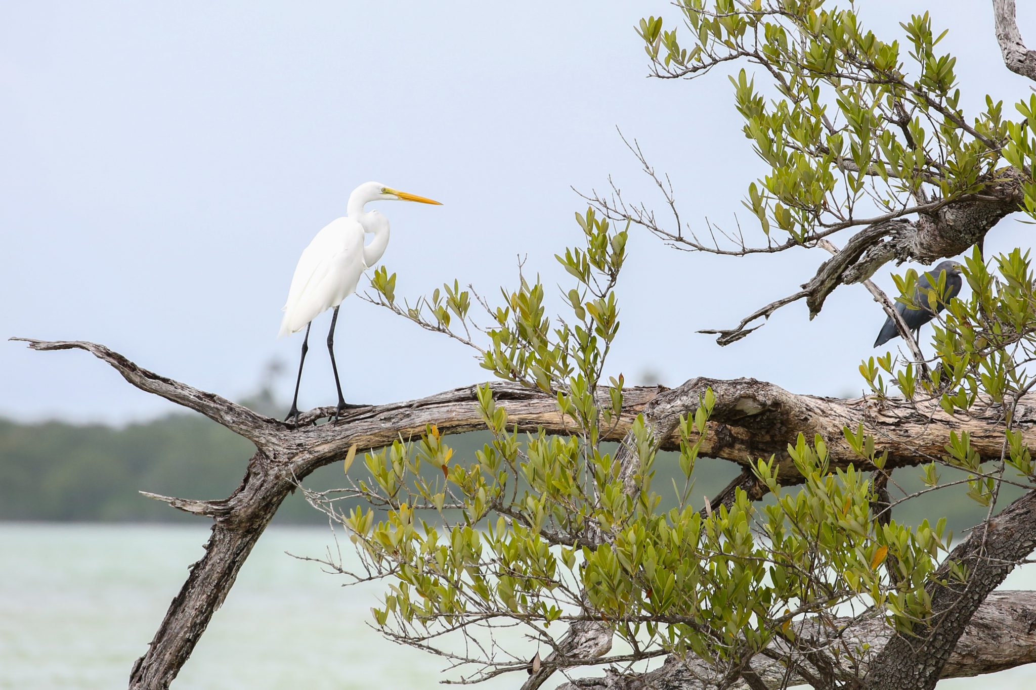White heron, Yucatan, Mexico