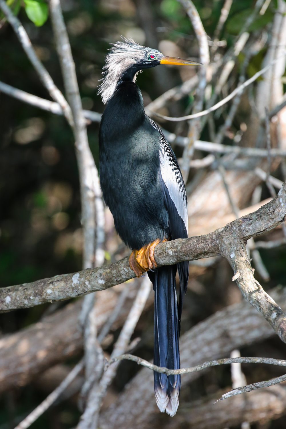 Anhinga, Yucatan, Mexico