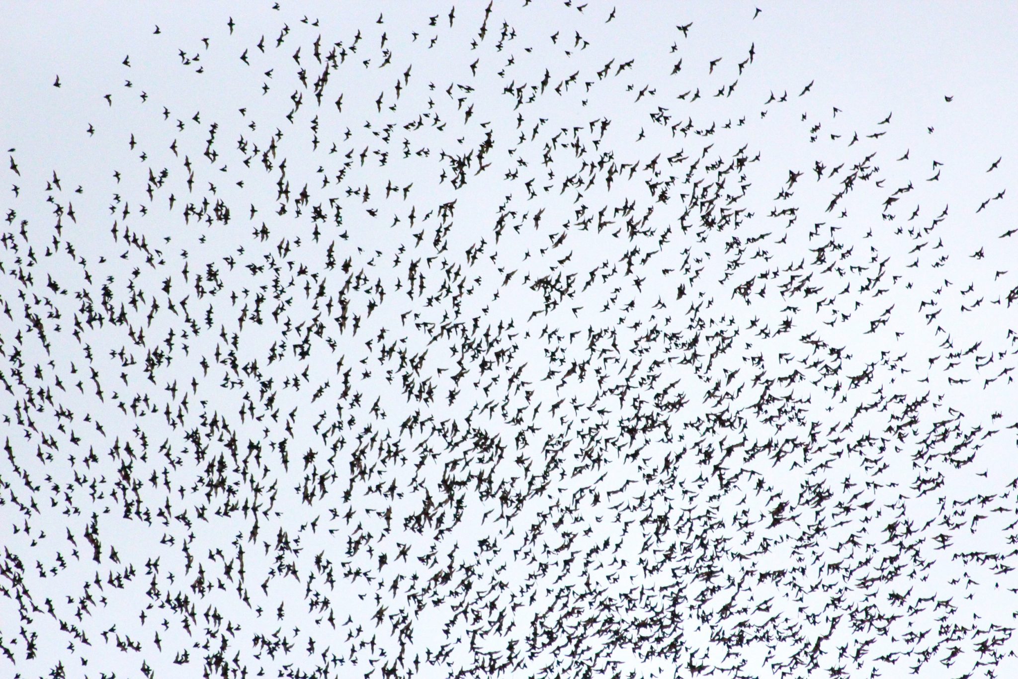 Bat exodus, Gunung Mulu National Park, Sarawak, Malaysia