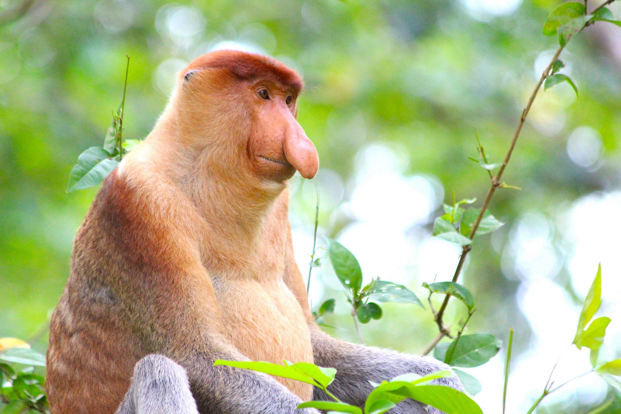 Proboscis monkey, Bako National Park, Sarawak, Malaysia