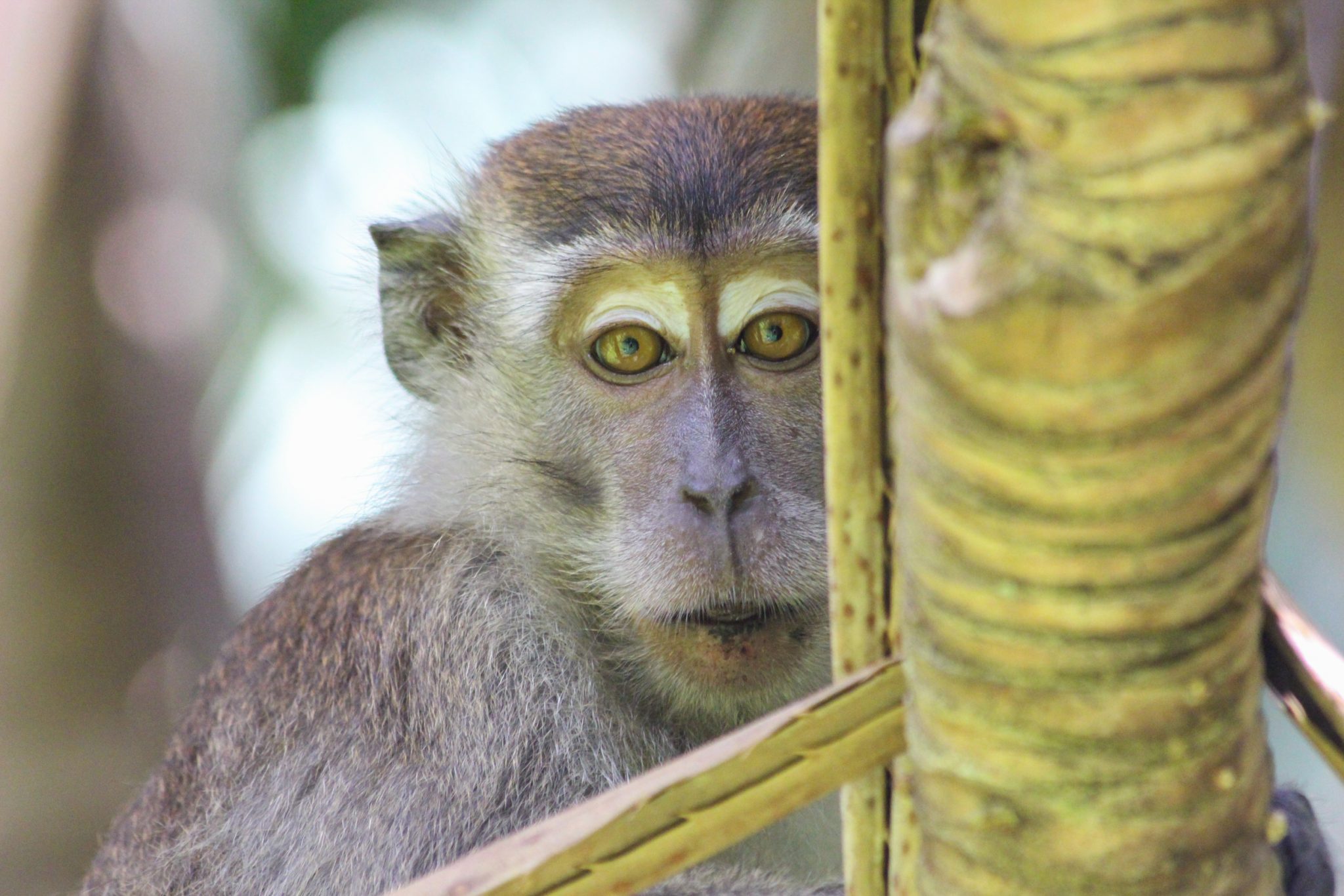 Long-tailed macaque, Bako National Park, Sarawak, Malaysia