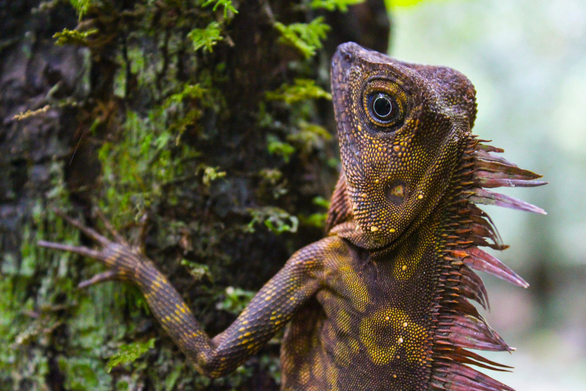 Blue-eyed angle-headed lizard, Gunung Mulu National Park, Sarawak, Malaysia