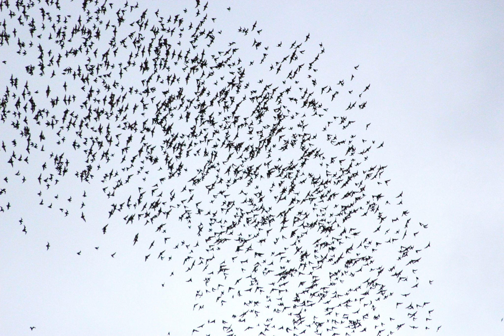 Bat exodus in Gunung Mulu National Park, Sarawak, Malaysia