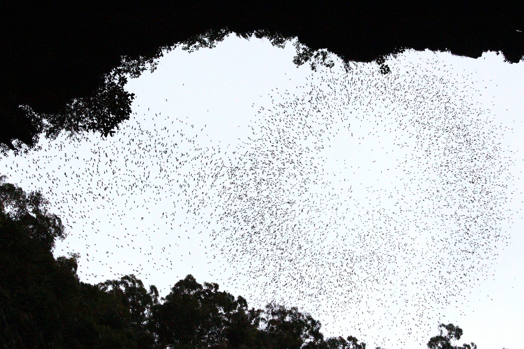 Bats, Gunung Mulu National Park, Sarawak, Malaysia