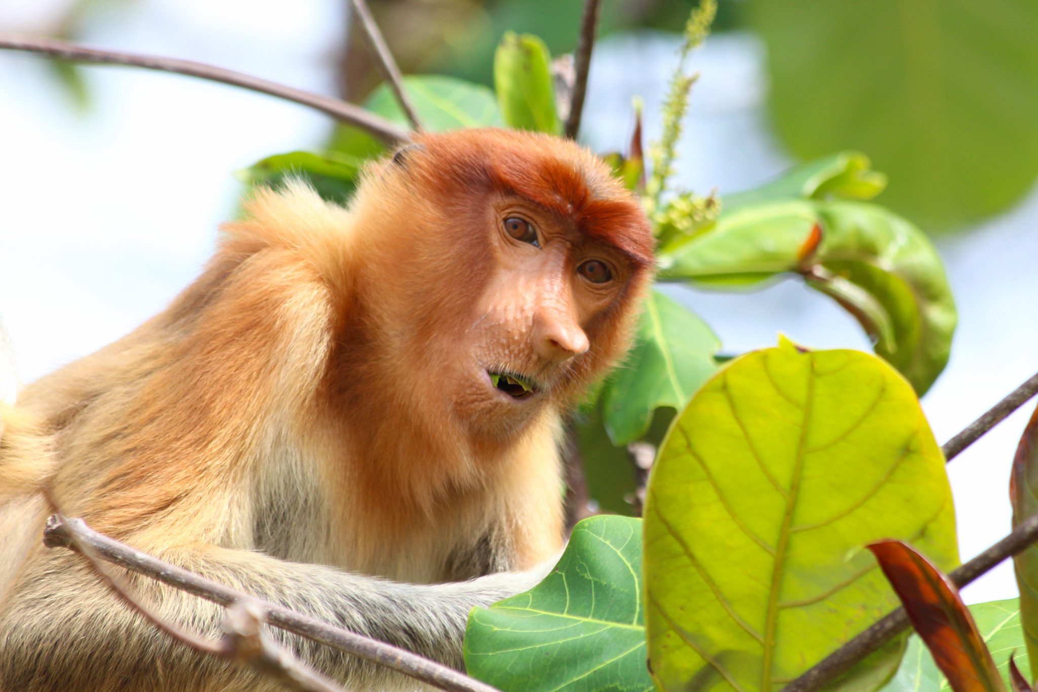 Proboscis monkey, Bako National Park, Sarawak, Malaysia