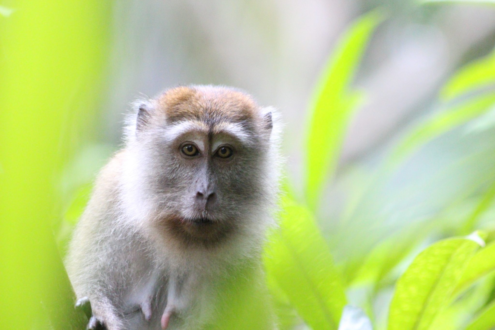 Long-tailed macaque, Bako National Park, Sarawak, Malaysia