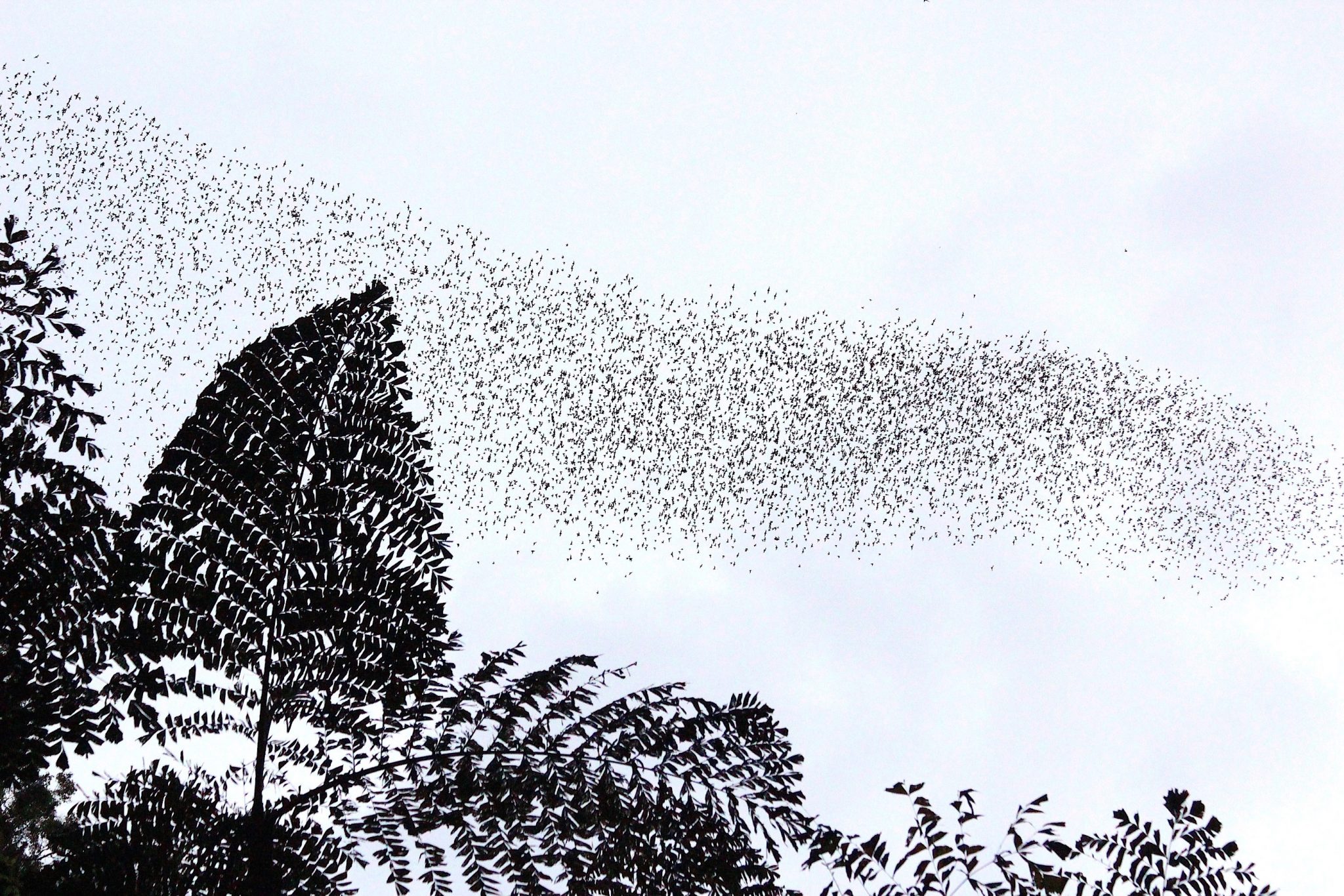 Bat exodus, Gunung Mulu National Park, Sarawak, Malaysia