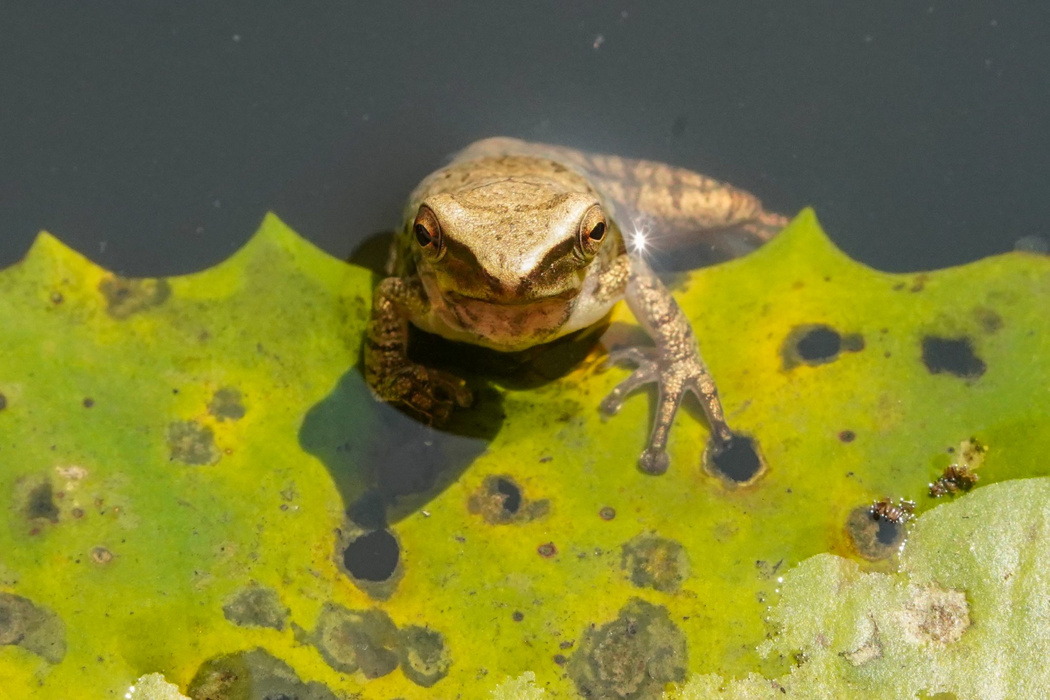 Malaysia