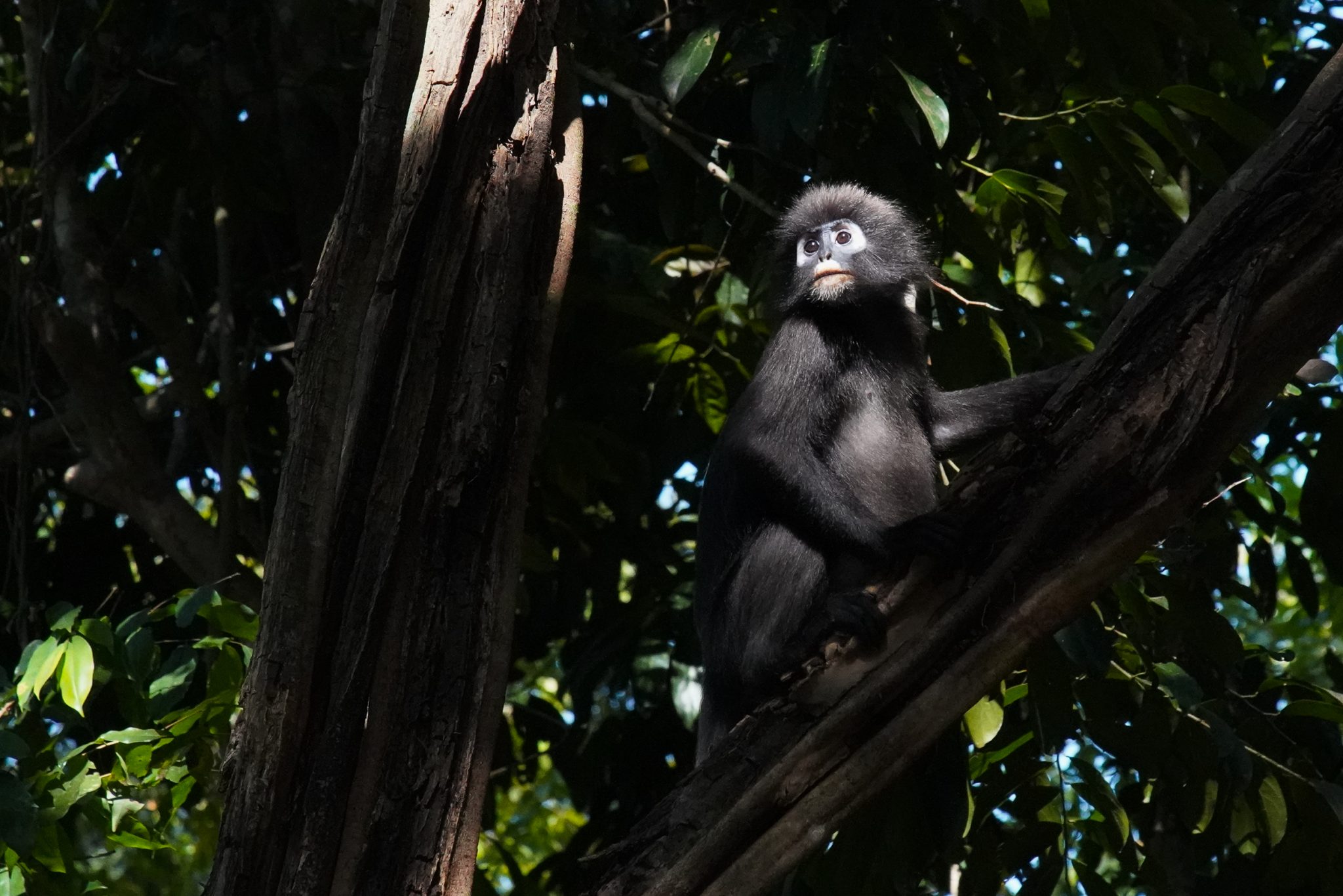 Spectacled langur, Langkawi, Malaysia