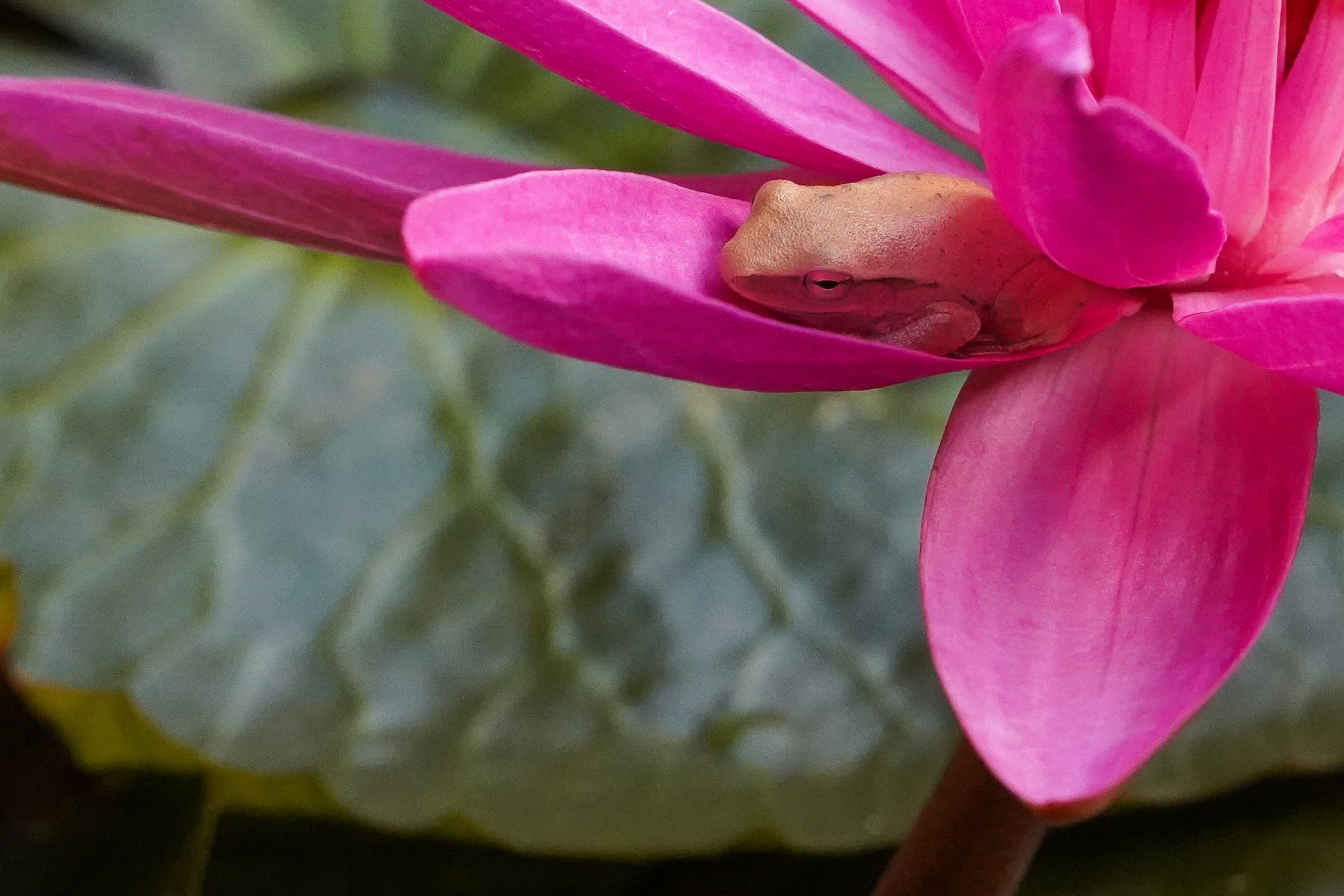 Golden tree frog, Langkawi, Malaysia
