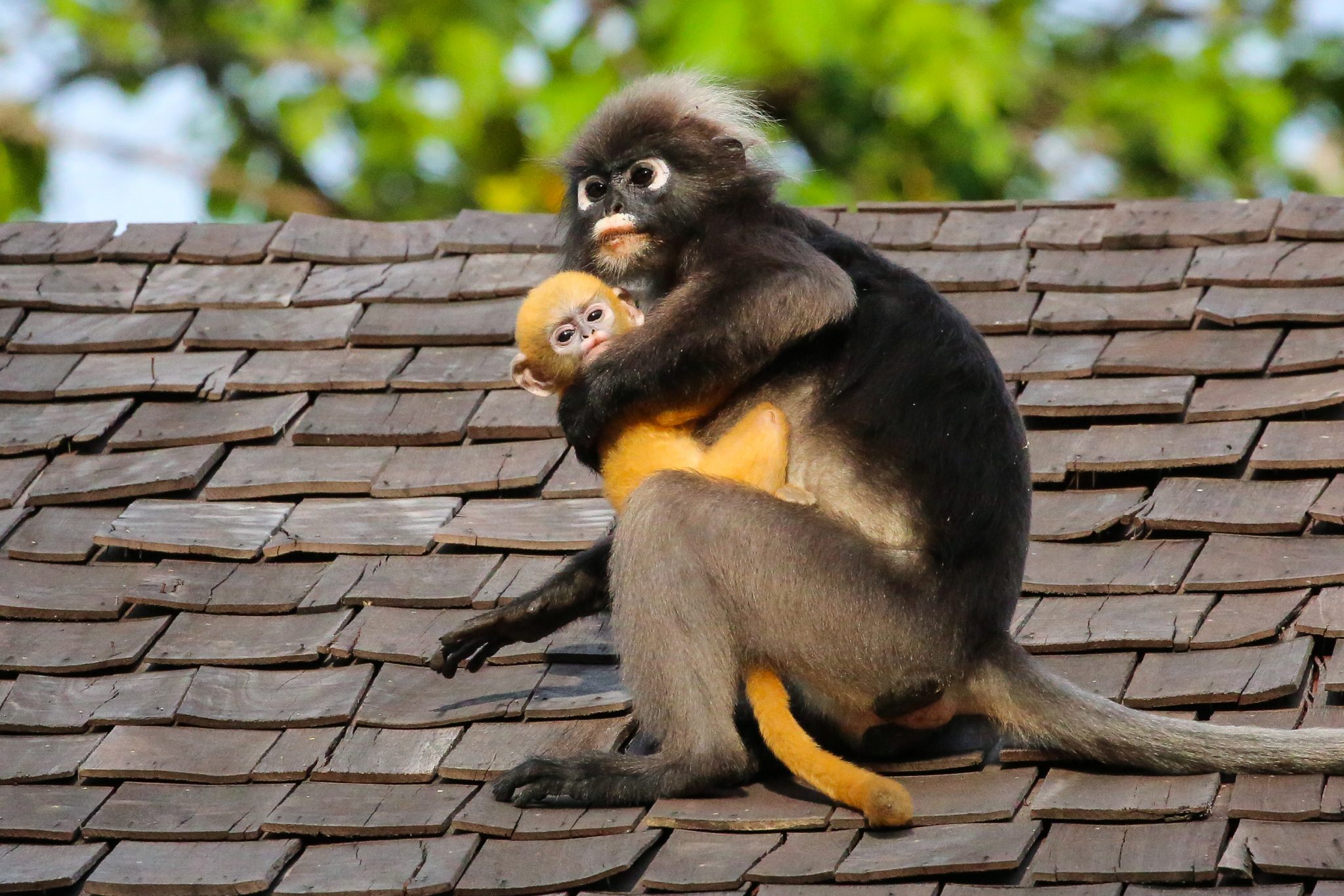 Spectacled langur with infant, Langkawi, Malaysia