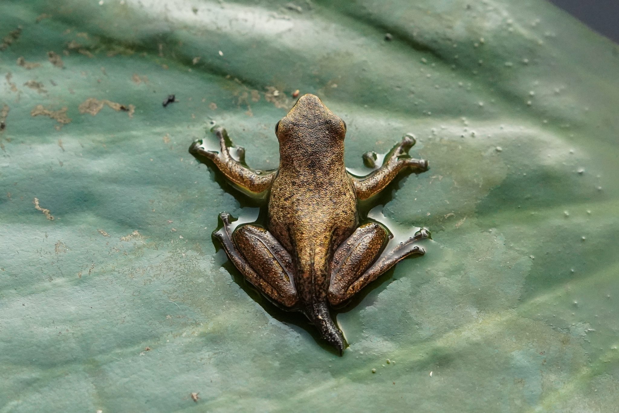 Golden tree frog, Langkawi, Malaysia