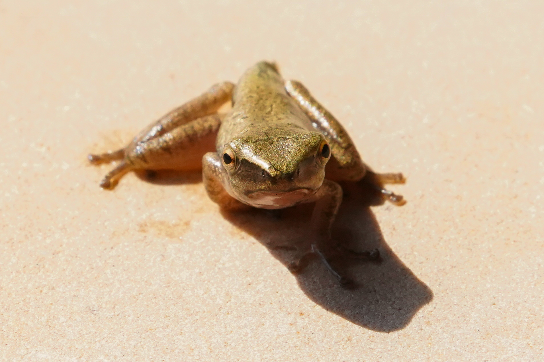 Golden tree frog, Langkawi, Malaysia