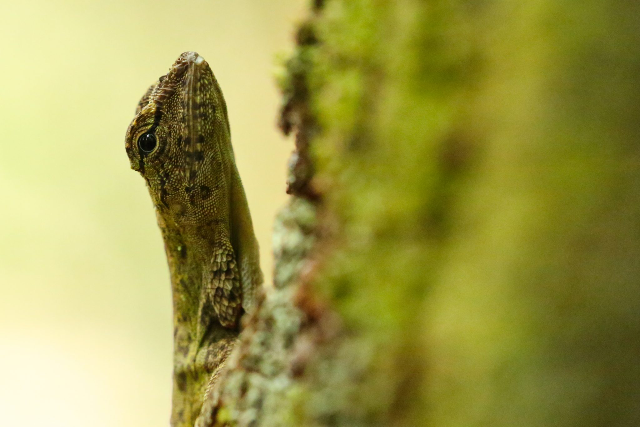 Tree lizard, Langkawi, Malaysia
