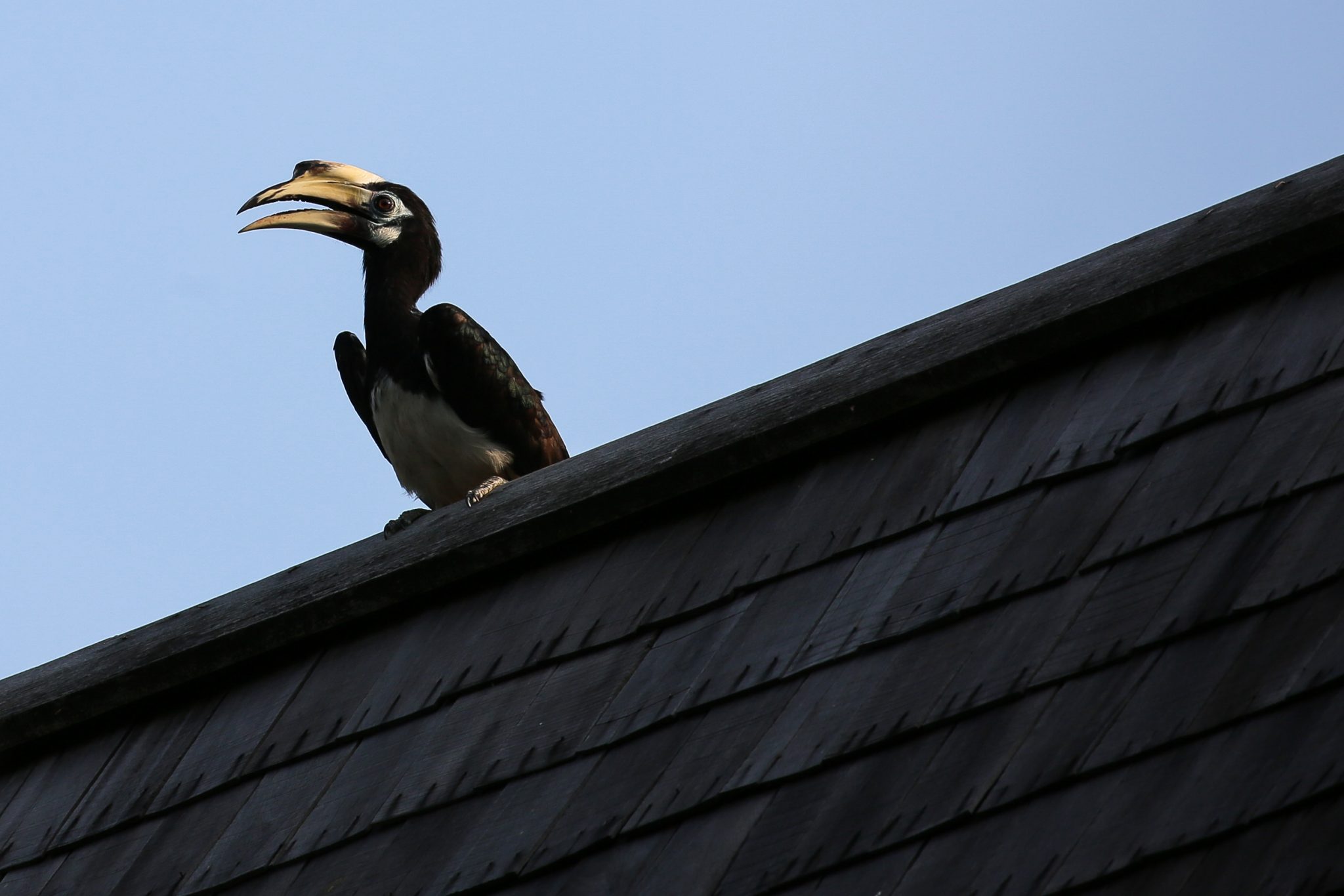 Oriental pied hornbill, Pangkor Laut, Malaysia