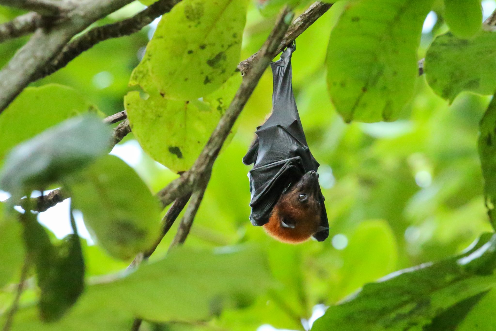 Giant fruit bat, Pangkor Laut, Malaysia